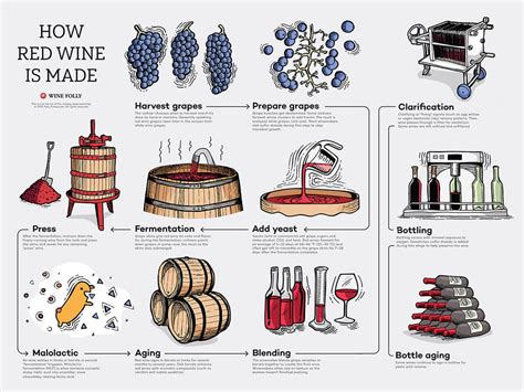 Basics Of Wine Making