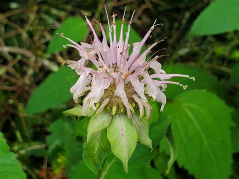 Basil Balm Flowers