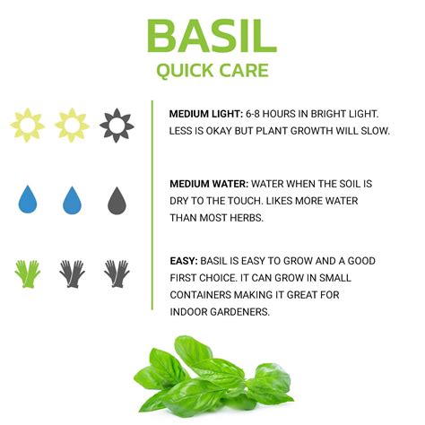Basil Care Guide