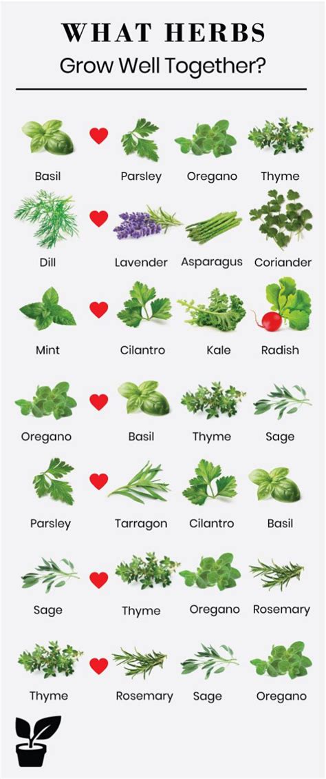 Basil Companion Planting Best Guides Breaking Touch