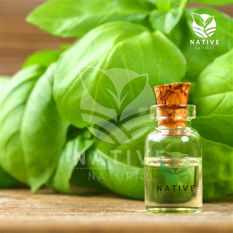 Basil Essential Oil