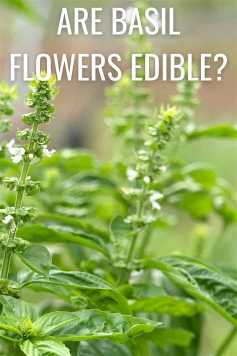 Basil Flower Edible