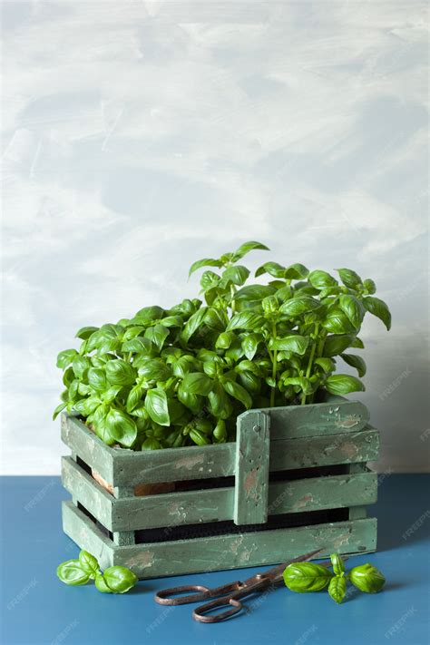 Basil Fresh In Container