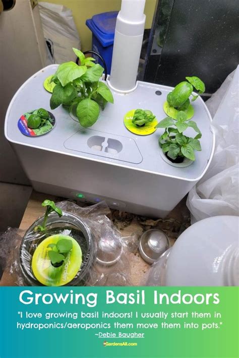 Basil Hydroponic Indoors