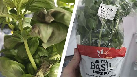 Basil In Store