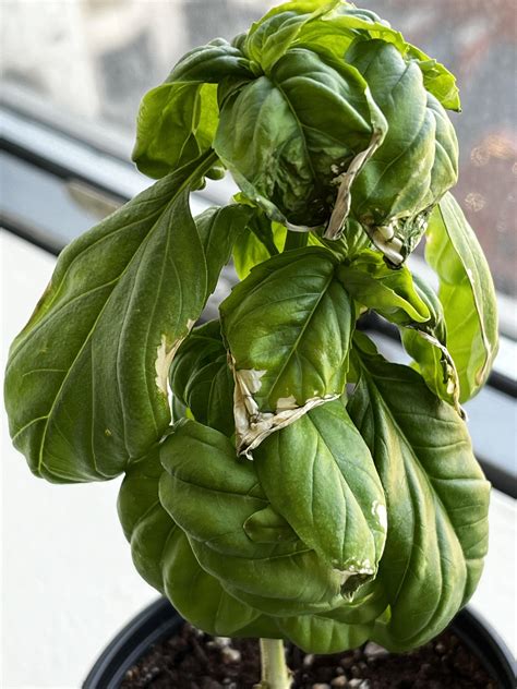 Basil Leaf Problems