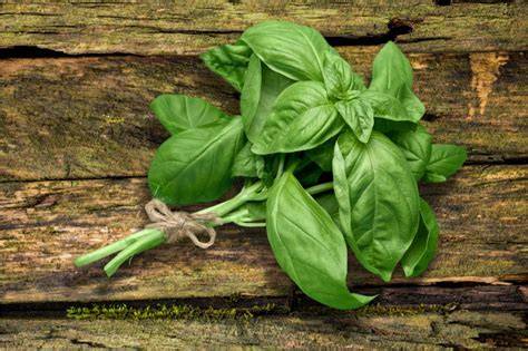 Basil Leaves For Good Luck