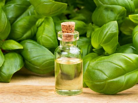 Basil Leaves Oil