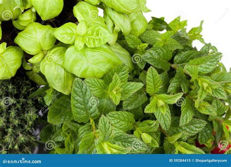 Basil Mint Thyme
