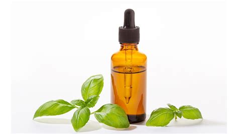 Basil Oil Side Effects