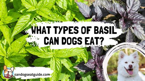 Basil Okay With Dogs