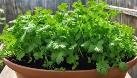 Basil Parsley Cilantro