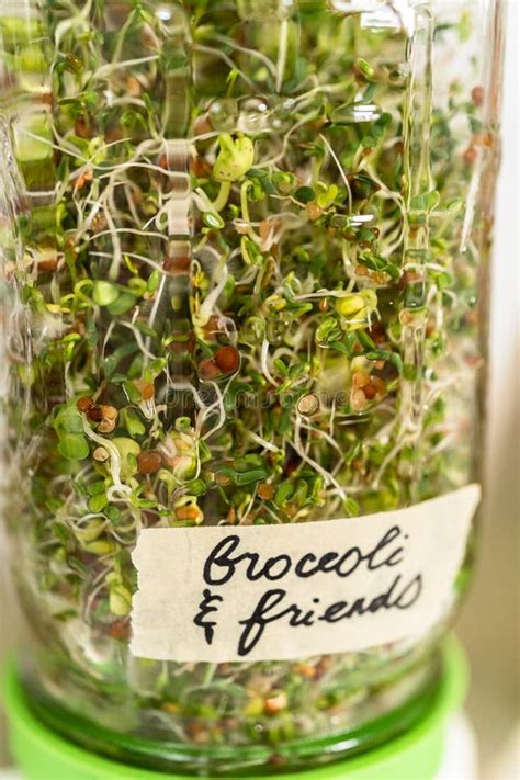 Basil Sprouts In Jar