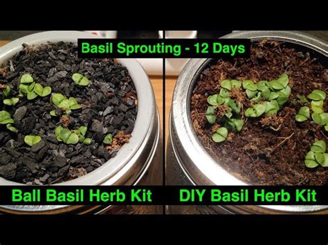 Basil Sprouts Not Growing