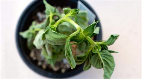 Basil Sprouts Wilting