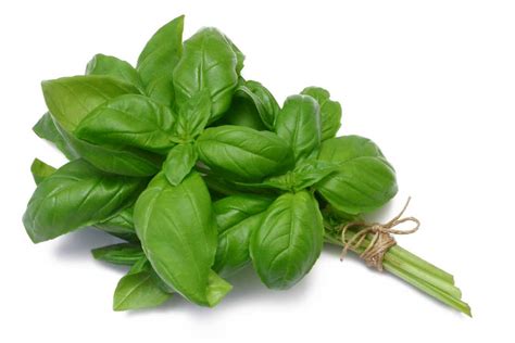 Basil Word Definition