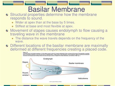 Basilar Membrane Function Example