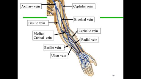 Basilic Vein Pulsating