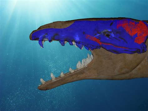 Basilosaurus Bite Force