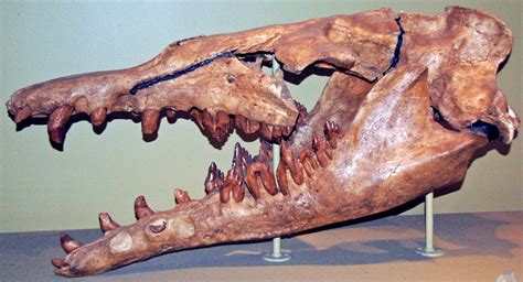 Basilosaurus Whale Fossil
