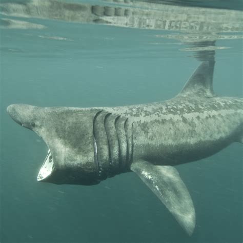 basking shark next to human