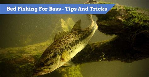 Bass Bed Fishing Tips