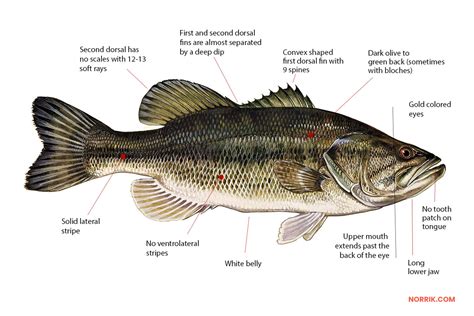 Bass Fish Information