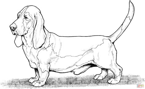 Basset Hound Coloring Pages: Fun And Relaxing Activity For Dog Lovers