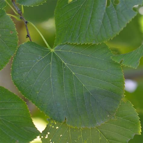 basswood tree ontario problems