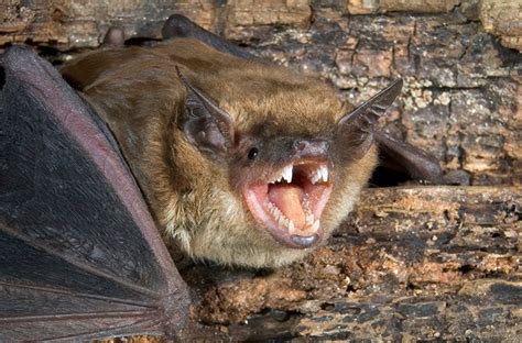 Bat Bite In India