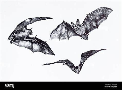 bat drawing flying