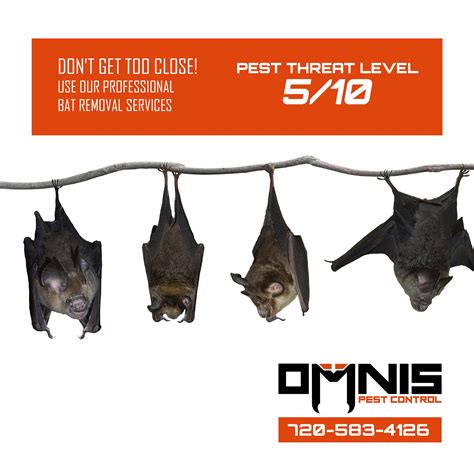 bat exterminators in my area cost