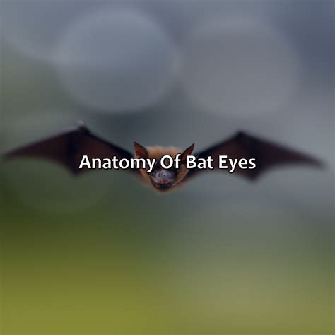 Bat Eyes