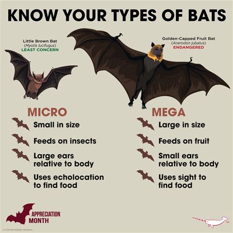 Bat Facts Human