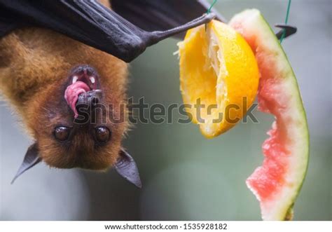 Bat Favourite Food