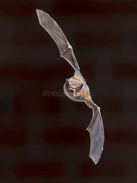 Bat Flying Into Wall