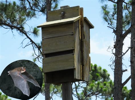 Bat House Set Up