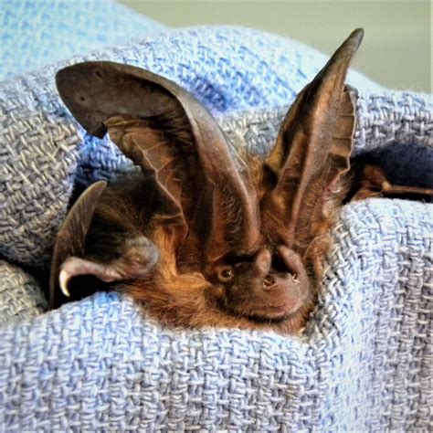Bat Large Ears