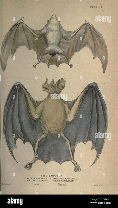 Bat Lower Classifications