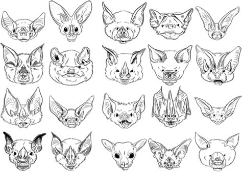 bat nose drawing