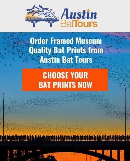 Bat Prints Austin