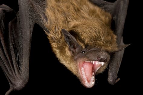 Bat Rabies Bite