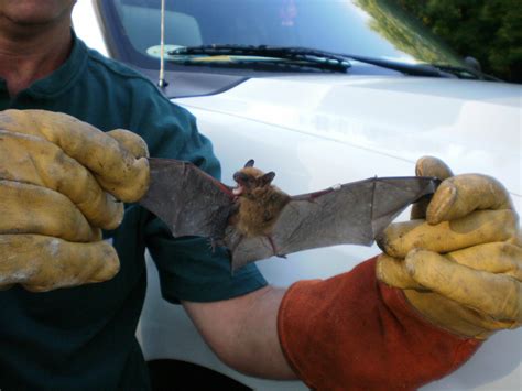 The Ultimate Guide to Effective Bat Removal