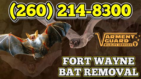 bat removal fort wayne