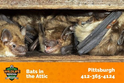 bat removal pittsburgh