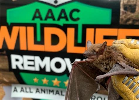 bat removal tulsa
