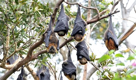 Bat Roosts Facts
