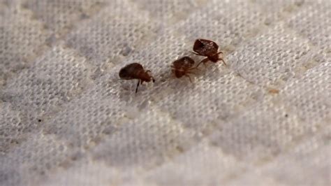 batavia downs hotel bed bugs