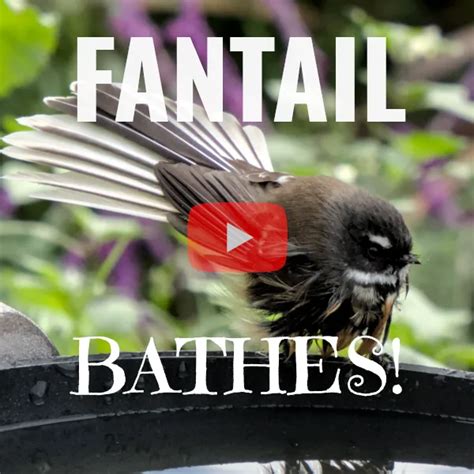 bath fantail onlyfans 004