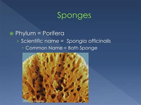 Bath Sponge Scientific Name